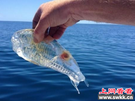 新西兰惊现果冻鱼 竟透明如果冻