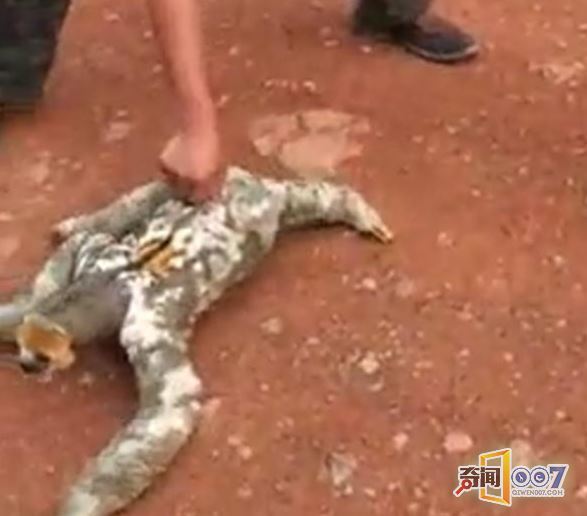砍柴抓到不明物种，行走像没壳的乌龟