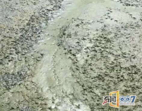 烂泥底下竟藏着神奇野物,让人惊呆