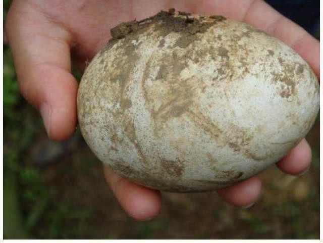 农民见到孔雀蛋!