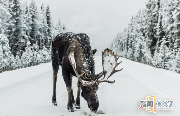1000头驼鹿死于车祸，91万斤腐烂动物堵塞道路
