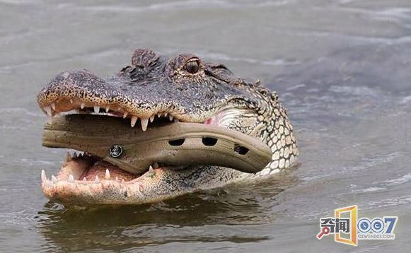为了一口吃的，这些家伙出尽洋相