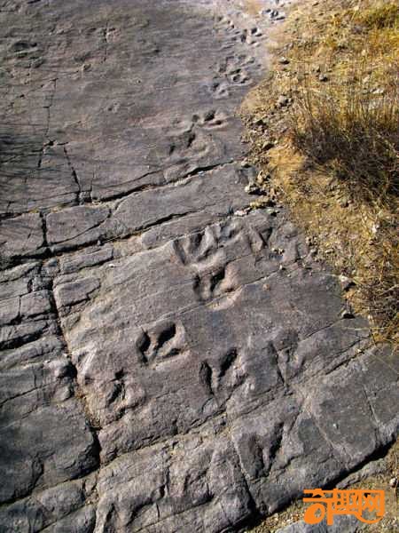 最古老恐爪龙足迹在河北赤城县现踪