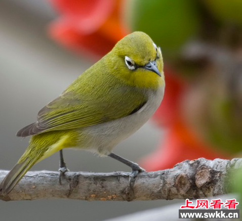 惊奇！数千暗绿绣眼鸟飞进大连市区