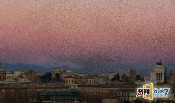 野生动物在城市安家,夜幕降临后呈现奇景