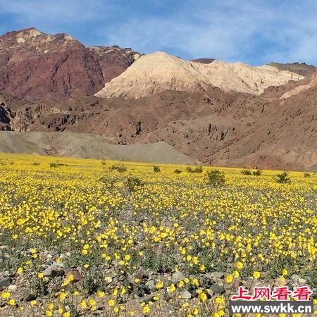10年一次美国加州死亡谷鲜花怒放(图)_0