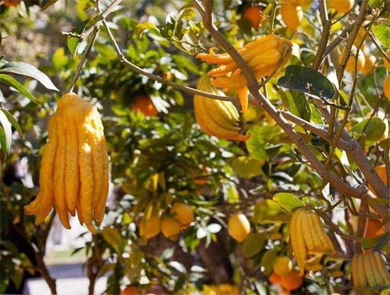 尸花 一种没有香味 反而自带臭味的花