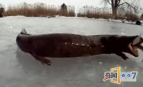 男子发现四脚不明生物，让人毛骨悚然