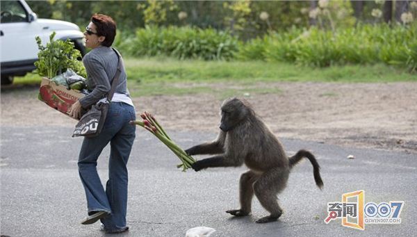南非开普敦一只“厚颜无耻”的成年雄狒狒