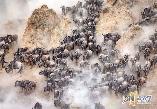 肯尼亚角马大迁徙 尘土飞扬蔚为壮观