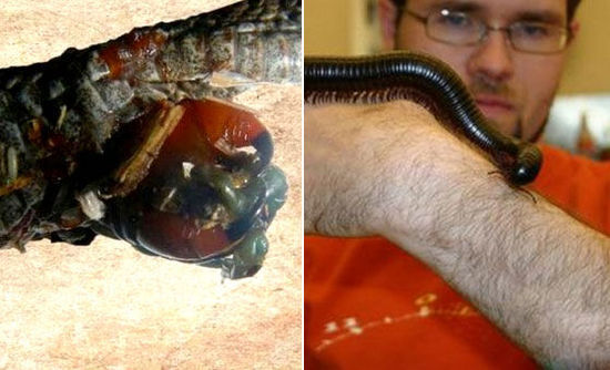 俄罗斯出现新型蜈蚣 腿的数量竟有750条之多