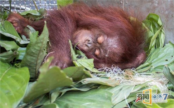 红毛猩猩被囚木箱 可怜表情令人心碎