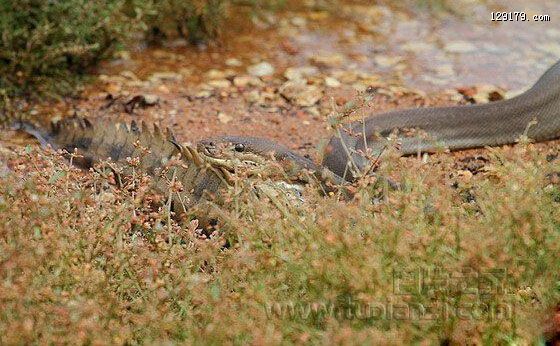 蟒蛇与鳄鱼之战 鳄死蛇腹