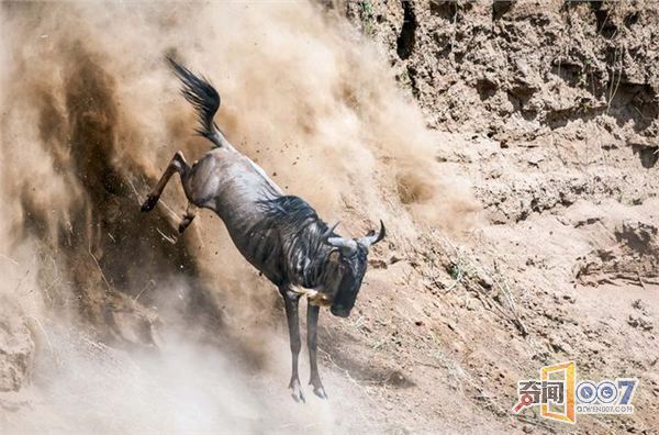 肯尼亚角马大迁徙 尘土飞扬蔚为壮观