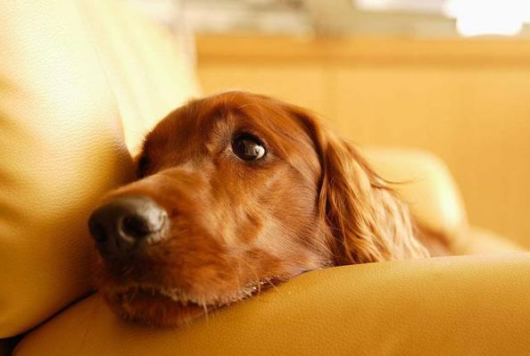 为什么狗狗总是呜呜叫 其原因竟然是这样_0