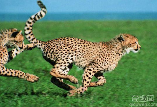 猎豹是世界上短跑速度最快的动物_0