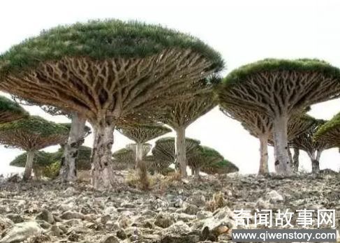 流传的5个骇人的世界未解之谜；最强的毒药鹤顶红是用什么制作的呢？_0