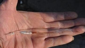 市民捞到没有鱼鳞能看到内脏透明小鱼 