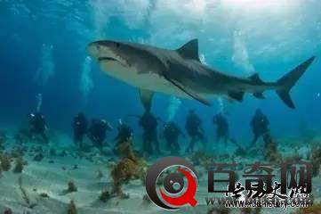 尼克松访华，周恩来1000公斤鲍鱼款待