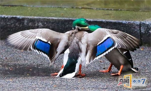 两鸭子在英国首相府前激战