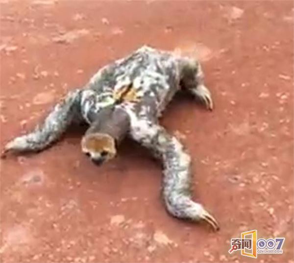 砍柴抓到不明物种，行走像没壳的乌龟