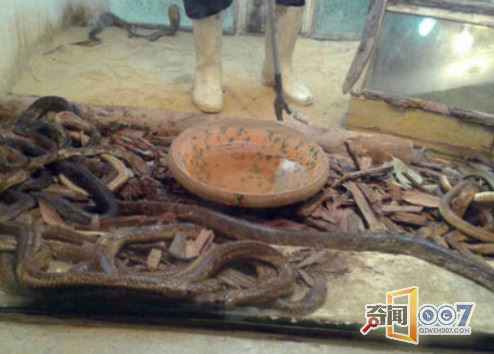 交警跟随可疑车辆，得知运输的货物后将司机抓获