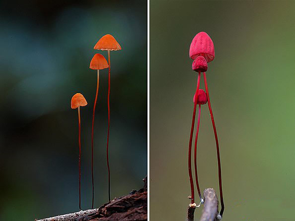 [图文]如此美丽动人的菌世界