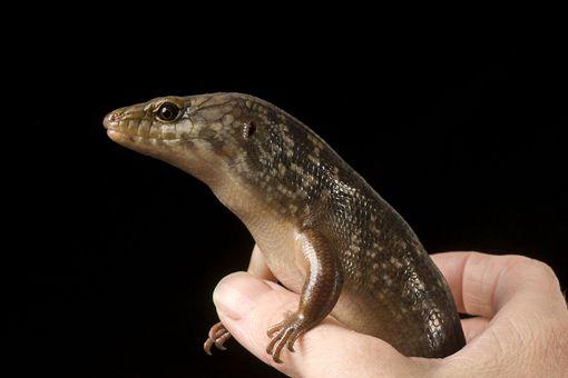 瓜岛为何被称为太平洋上的地狱小岛-