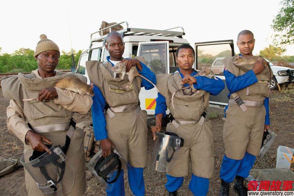 人人喊打的老鼠现在卖4万元一只？非洲巨鼠变成扫雷英雄