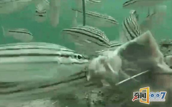 将猪内脏沉入深海，通过摄像头目睹这精