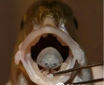异类？鱼嘴中惊现贝蒂寄生虫