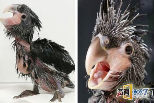 鹦鹉生下幼崽，被其长相吓得立即飞走