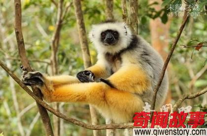 最奇特的十种狐猴 金冠原狐猴（极度濒危灭绝）