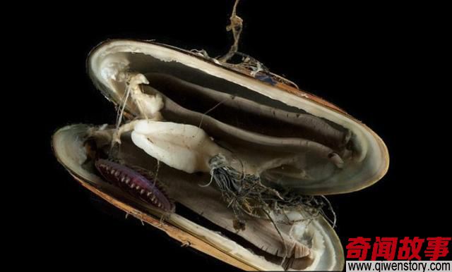 印度洋深海下到底有什么，科学家为何不敢公开真相？