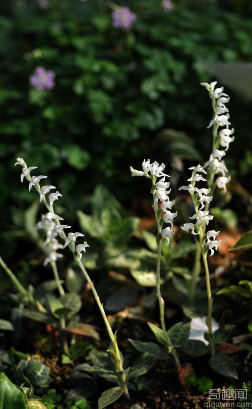 世界上种子最小的植物，5万粒种子只有0.025克