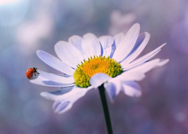 三月下旬，桃花绚烂，含情脉脉，真爱降临，有望修成正果的3星座