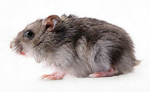 科学家他们已经发现第六感