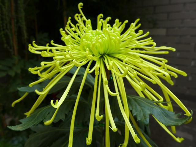 五月上旬贵人在左，财运在右，有鱼有肉有横财，花开富贵的生肖