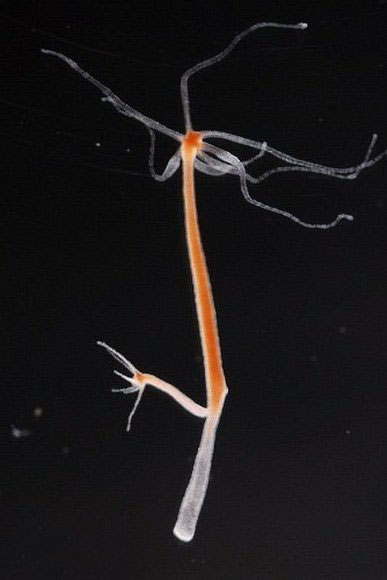 [图文]10种没有眼睛的动物