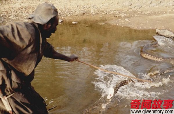 非洲原居民和蟒蛇同吃喝 看完感觉有点怕