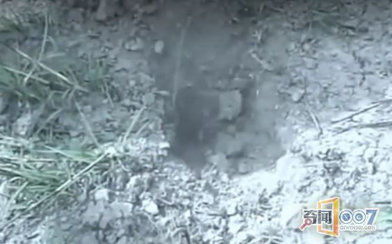 干裂土地挖出“木头”，男子瞬间被惊呆了