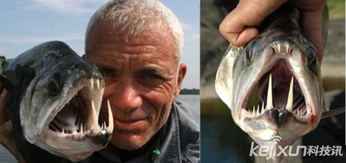 自然界中长有令人恐怖牙齿的七种动物。