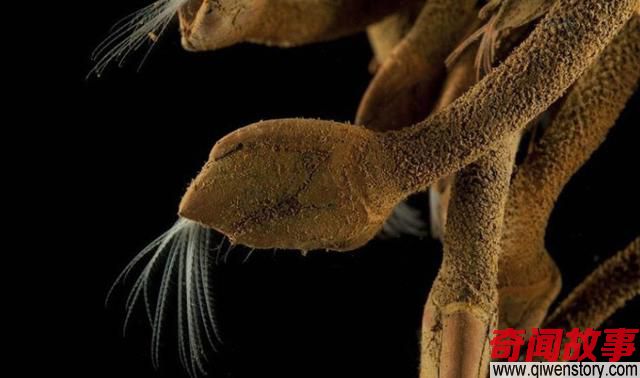 印度洋深海下到底有什么，科学家为何不敢公开真相？