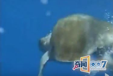 男子发现海龟跟着船不愿离开，知道真相后惊呆