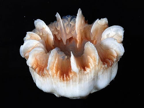 深海峡谷中的“异形”生物 种类多