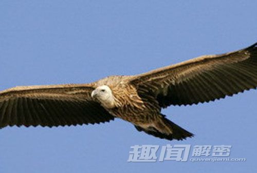 趣闻解密 死神使者秃鹫食腐尸为何没病