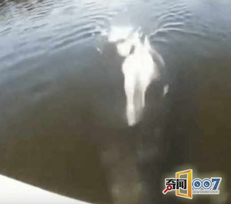 男子划船偶遇猪鼻子生物,细看后屏住呼吸