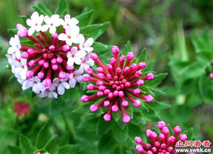 告诉你植物瑞香狼毒药材作用甚大