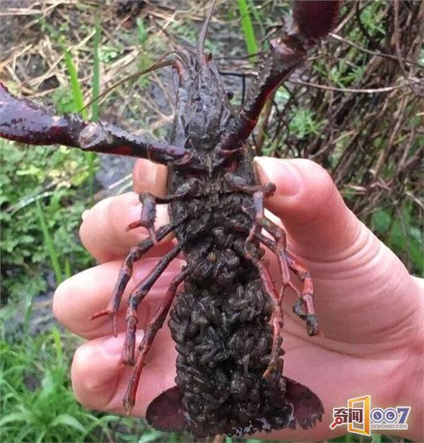 村民在山里抓到一只大龙虾，结果吓坏了所有人