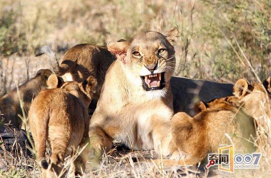雄狮“回家”遭母狮围攻 吓得“魂不附体”仓惶撤退